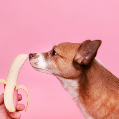 dogs eat bananas